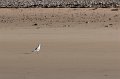 0128 Baie des Trepasses